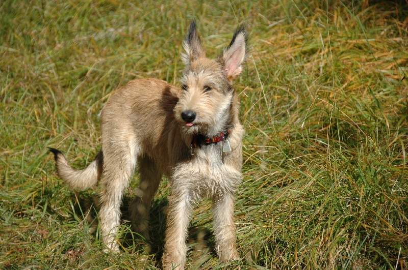 Diva blonde des garous d'ebene