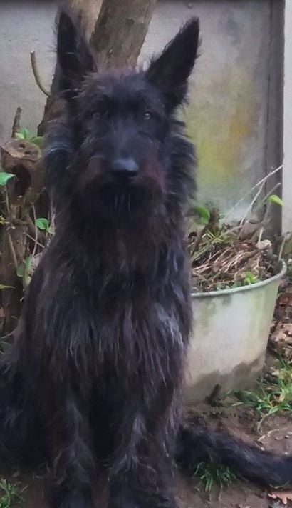 Nagenn des garous d'ebene - 1er Exc. CJM- Meilleur jeune- Meilleur de sexe opposé