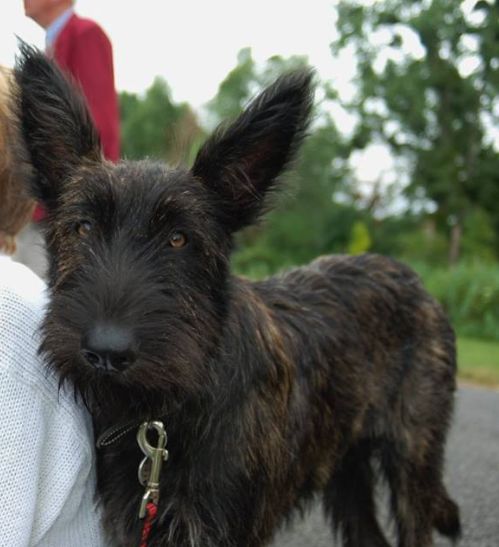 Nagenn des garous d'ebene - Classe Baby 1er TP