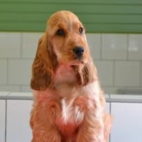 manaca's Up The Game