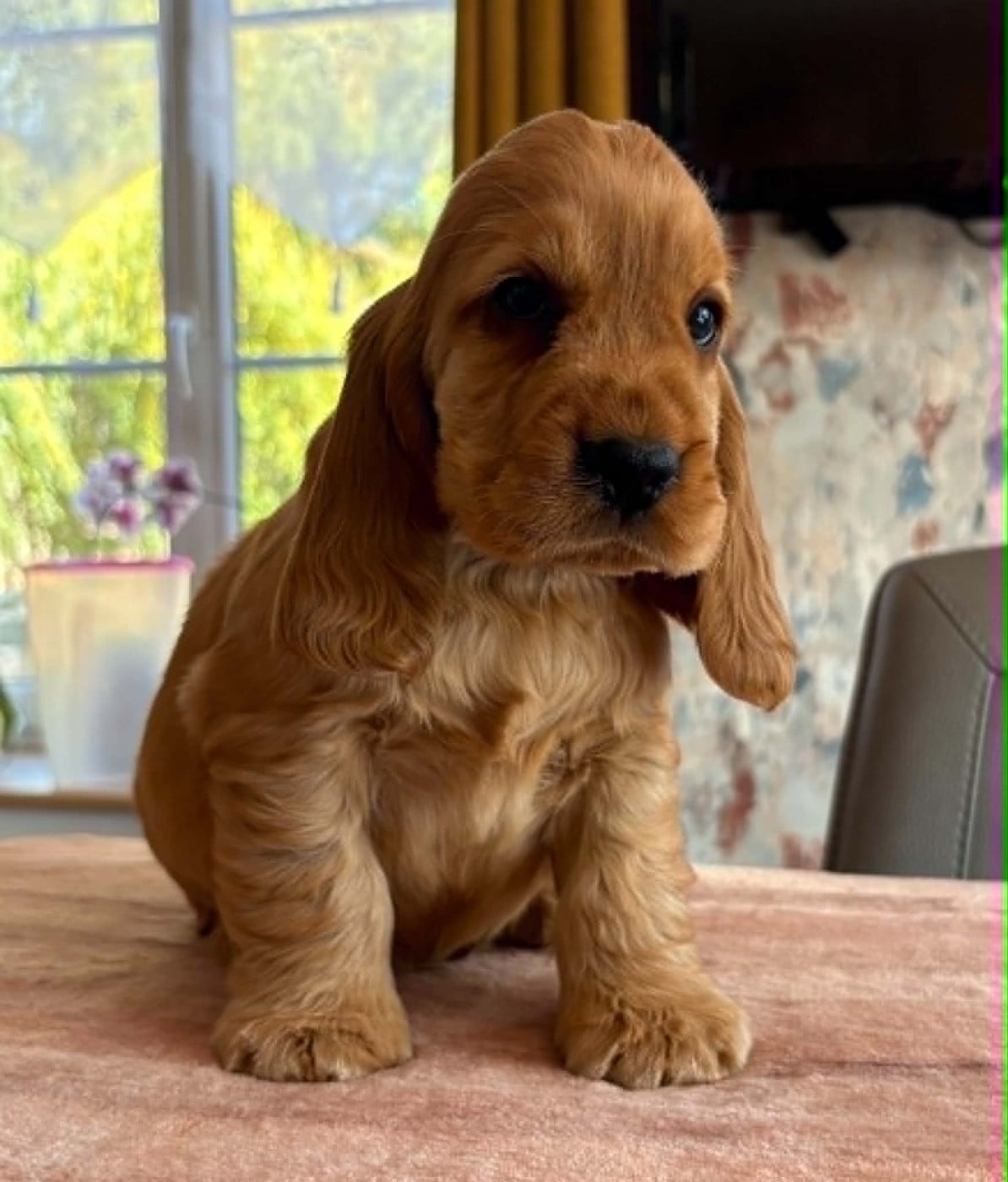 Chiot N°3