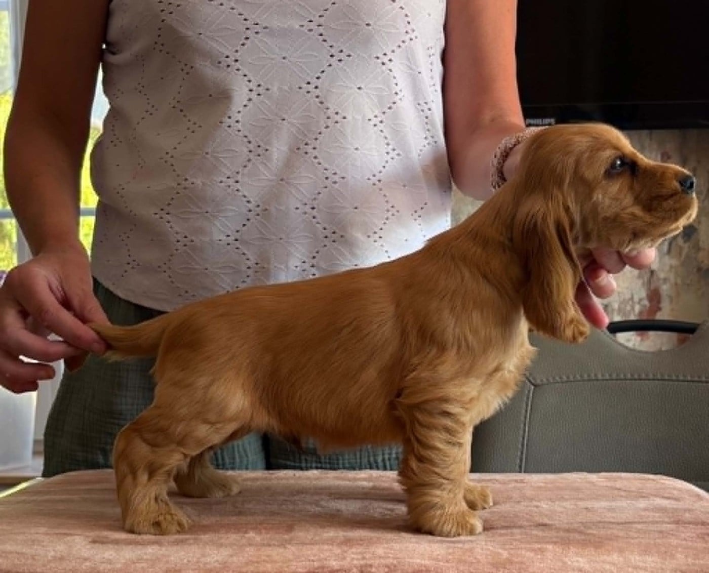 Chiot N°3