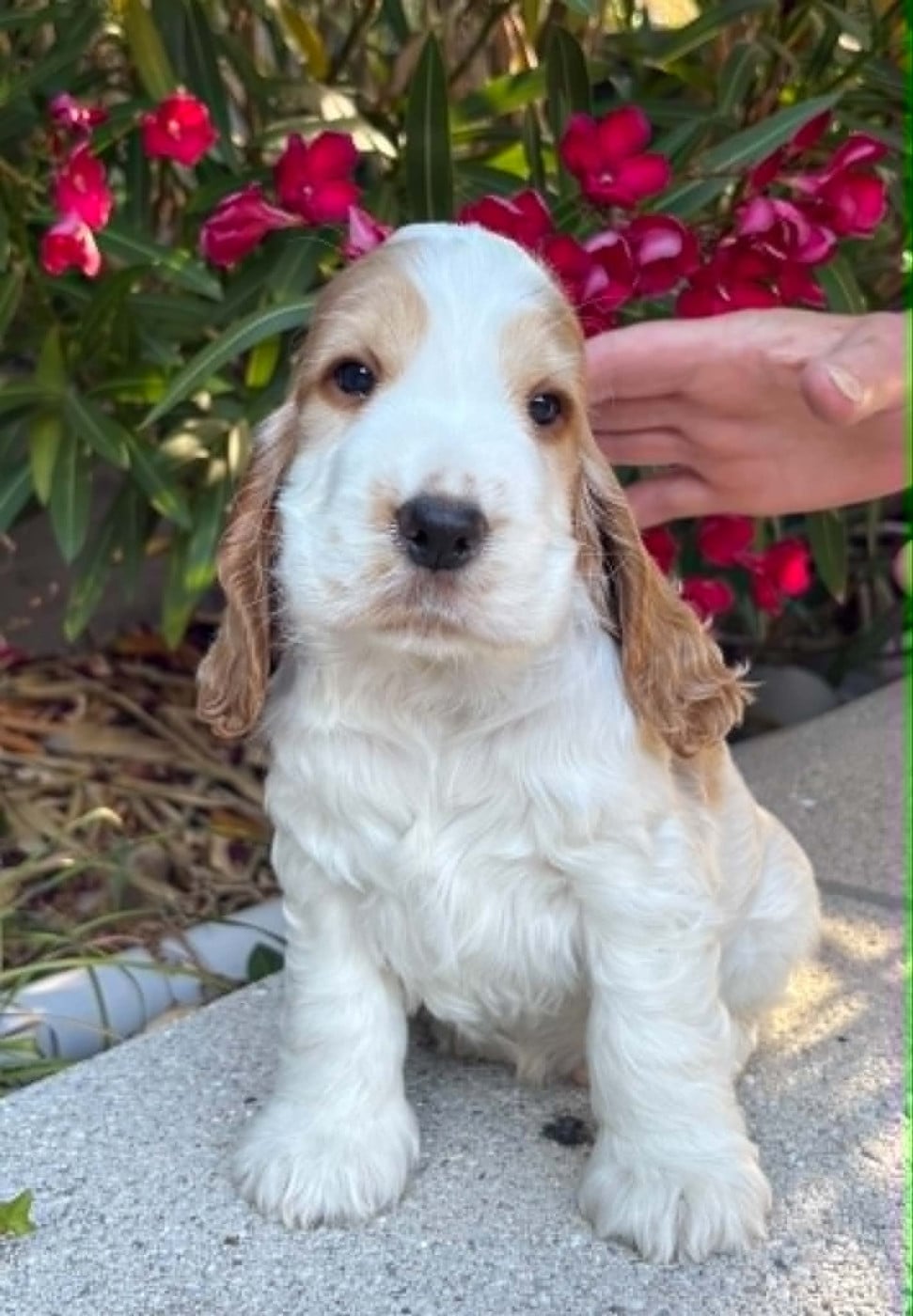 BASILE - Cocker Spaniel Anglais