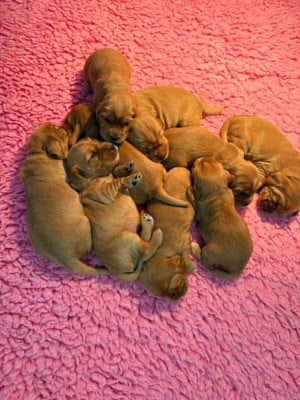 Les chiots de Cocker Spaniel Anglais