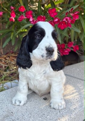 Les chiots de Cocker Spaniel Anglais