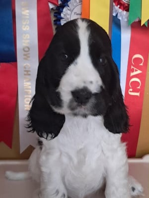 Les chiots de Cocker Spaniel Anglais