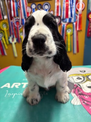 Les chiots de Cocker Spaniel Anglais