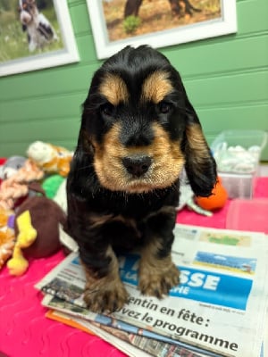 Les chiots de Cocker Spaniel Anglais