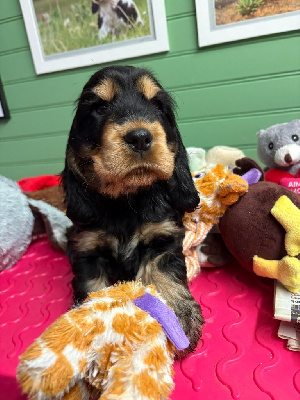 Les chiots de Cocker Spaniel Anglais