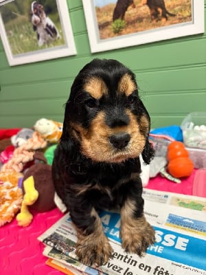 Les chiots de Cocker Spaniel Anglais