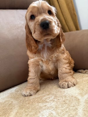 Les chiots de Cocker Spaniel Anglais