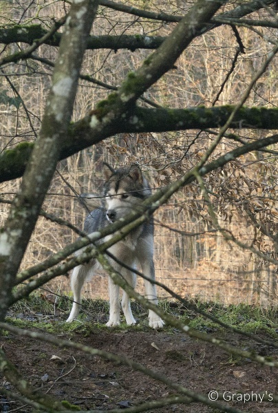 Publication : de laouen ki