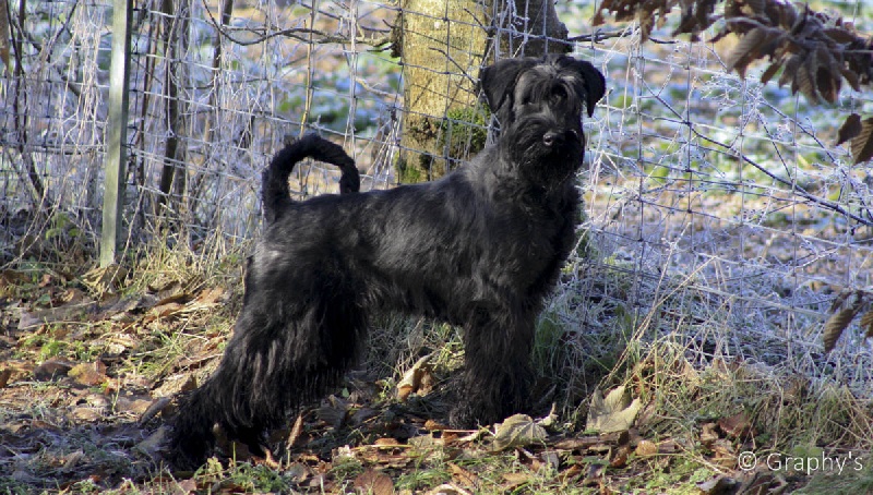 Publication : de laouen ki