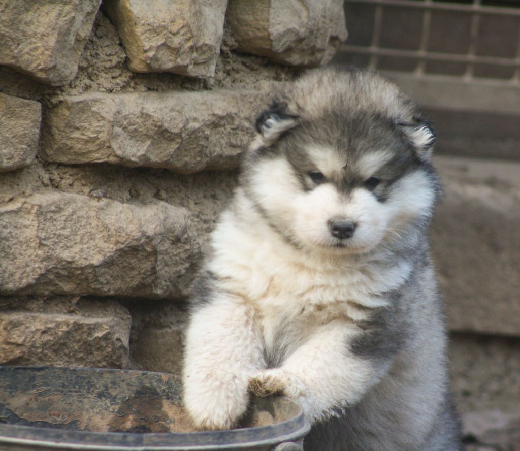 Malamute Geant D Alaska Malamute Geant D Alaska