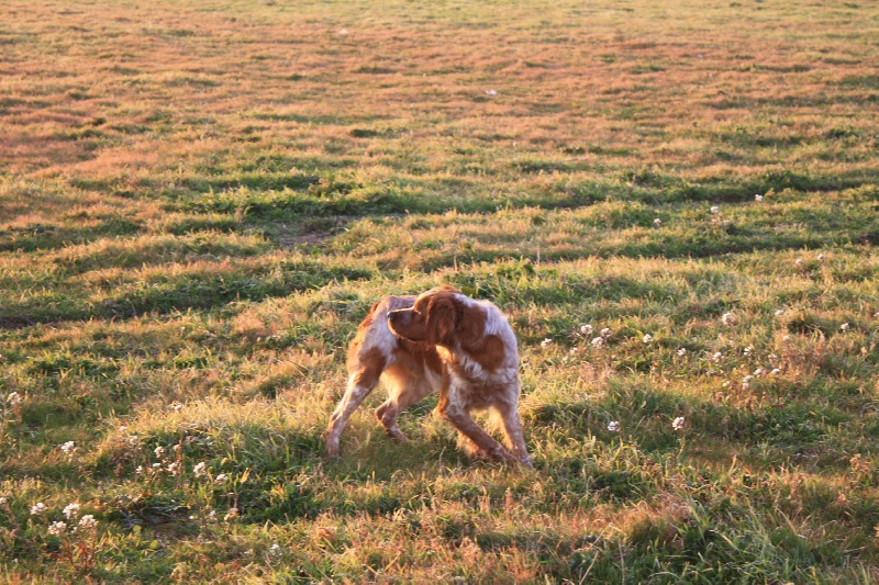 Publication : du Canal de Lunel Auteur : Elevage du canal de lunel