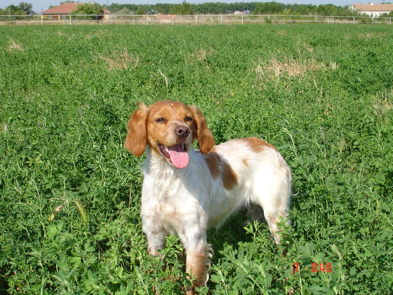 Publication : du Canal de Lunel Auteur : Elevage du canal de lunel