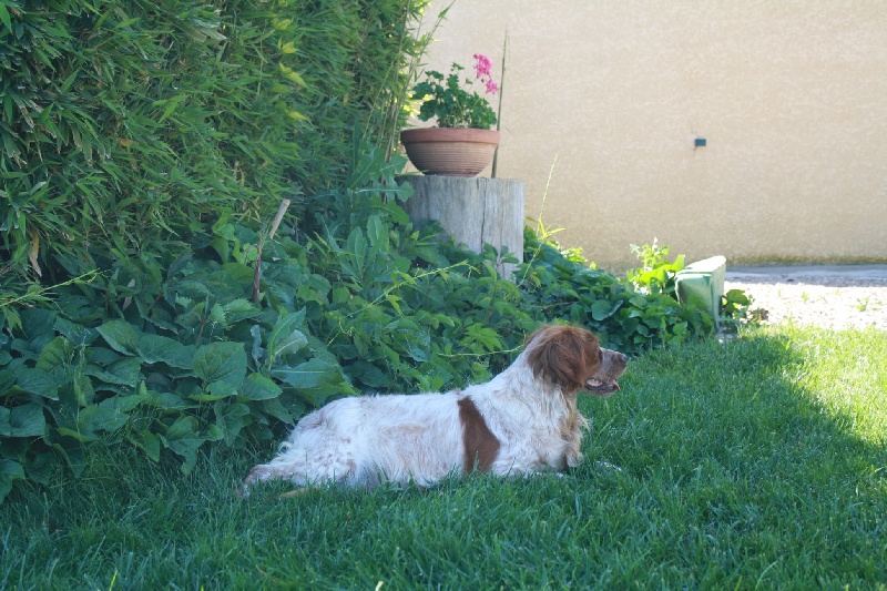 Publication : du Canal de Lunel Auteur : ELEVAGE DU CANAL DE LUNEL