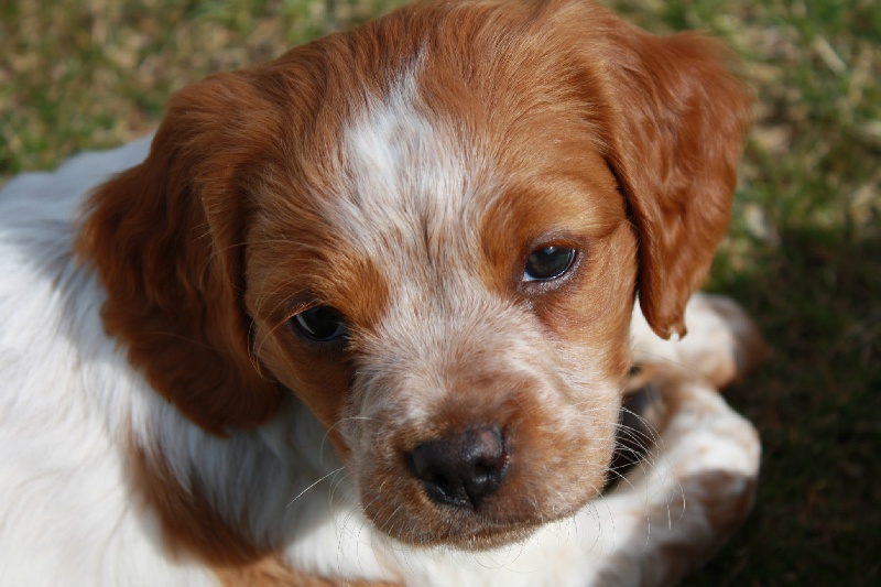 Publication : du Canal de Lunel Auteur : ELEVAGE DU CANAL DE LUNEL