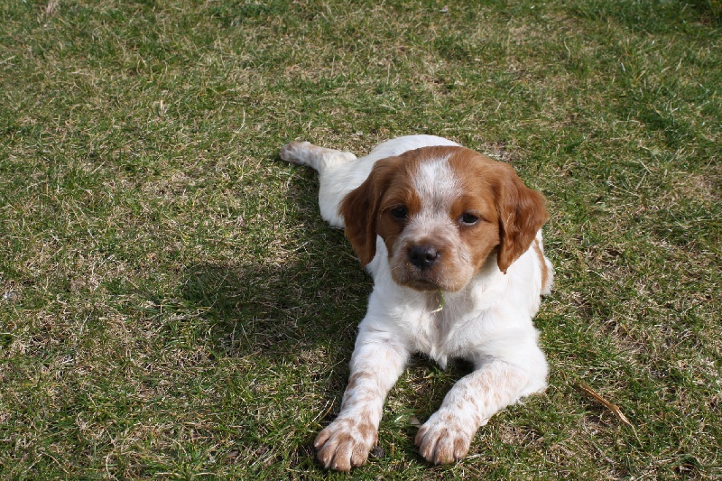 Publication : du Canal de Lunel Auteur : ELEVAGE DU CANAL DE LUNEL