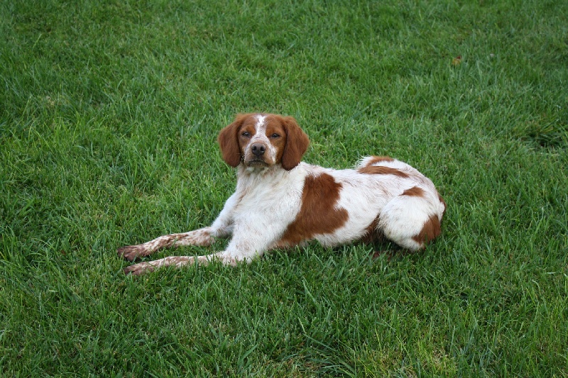 Publication : du Canal de Lunel Auteur : ELEVAGE DU CANAL DE LUNEL