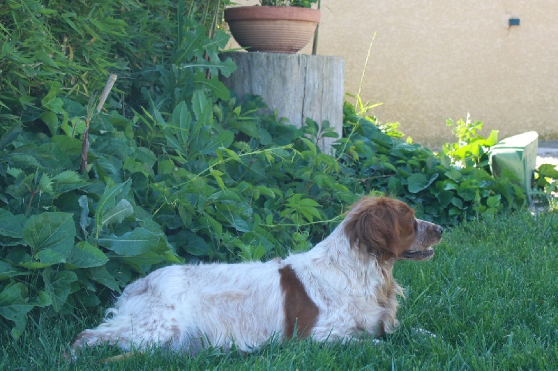 Publication : du Canal de Lunel Auteur : ELEVAGE DU CANAL DE LUNEL