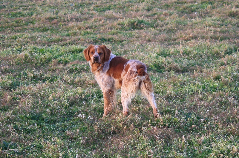 Publication : du Canal de Lunel Auteur : Elevage du canal de lunel