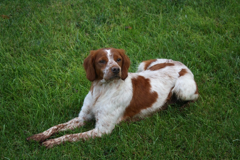 Publication : du Canal de Lunel Auteur : ELEVAGE DU CANAL DE LUNEL