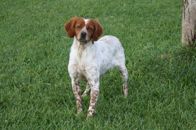 Publication : du Canal de Lunel Auteur : ELEVAGE DU CANAL DE LUNEL