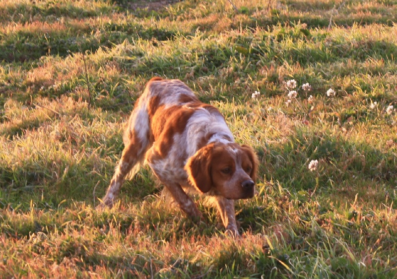 Publication : du Canal de Lunel Auteur : Elevage du canal de lunel