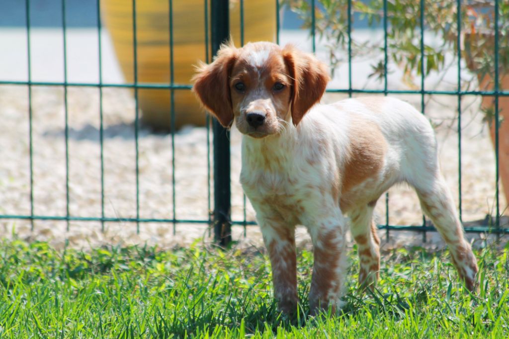Chiot - Elevage epagneul breton herault 34 Elevage du Canal de Lunel