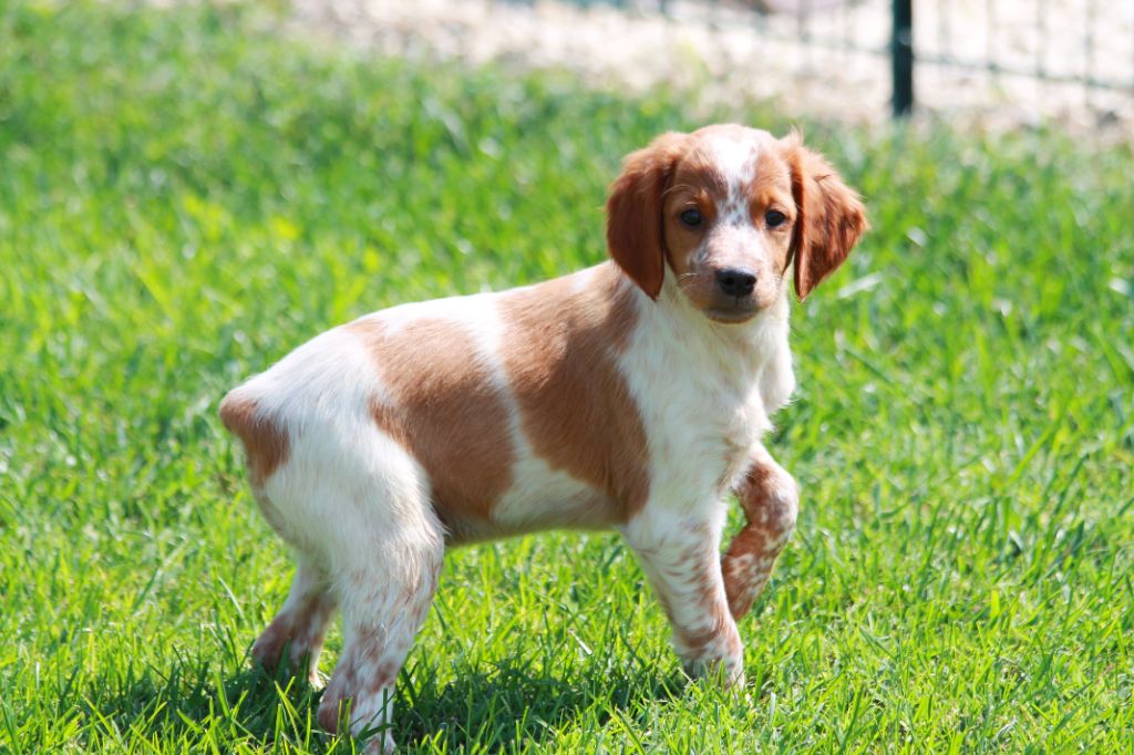 Chiots à vendre - Elevage epagneul breton herault 34 Elevage du Canal ...
