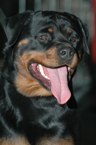 Publication : Vom hause man