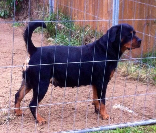 Publication : Vom hause man