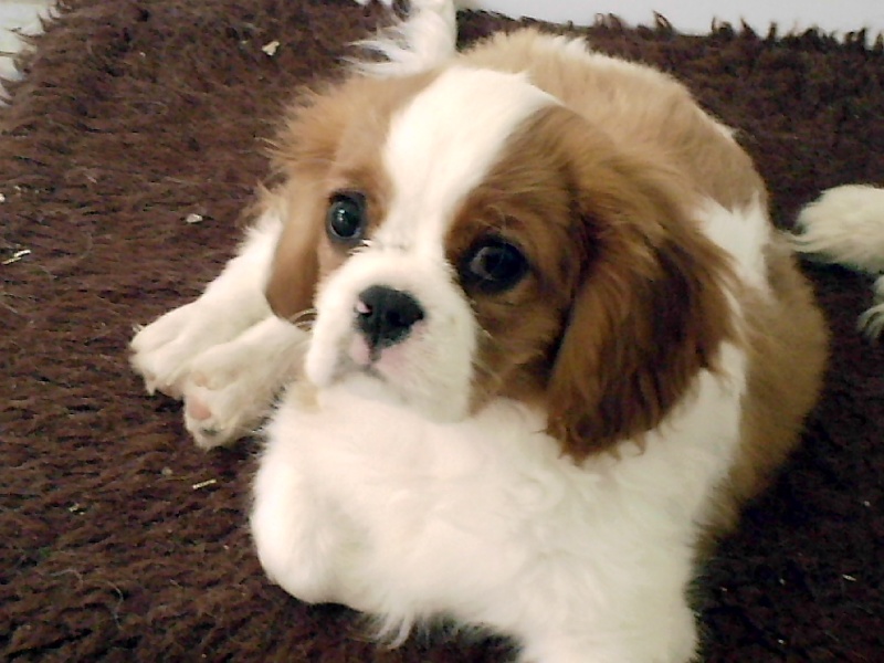 Publication : De jamirande Auteur : Michèle JACQUOT