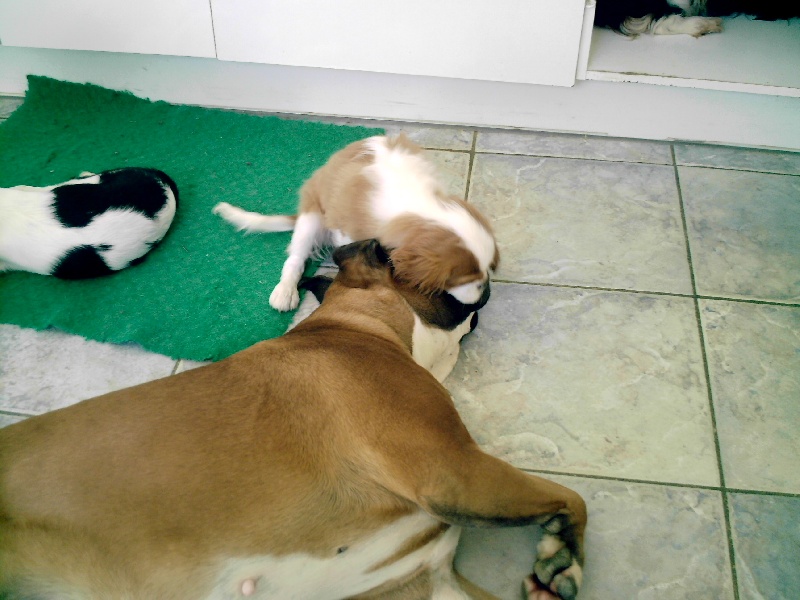 Publication : De jamirande Auteur : Michèle JACQUOT