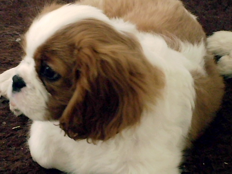 Publication : De jamirande Auteur : Michèle JACQUOT