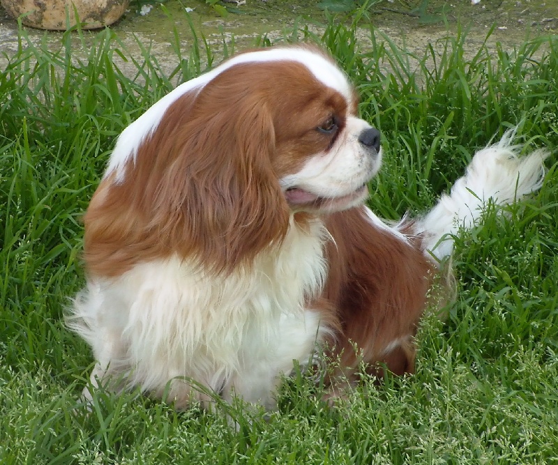 Publication : De jamirande Auteur : Michèle JACQUOT