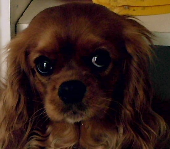 Vanille De jamirande