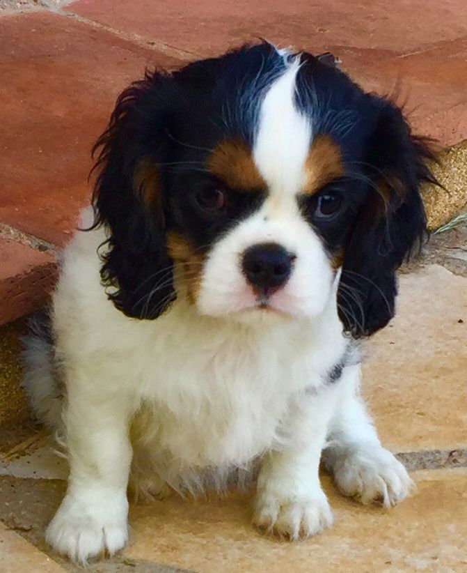 Accueil Elevage De Jamirande Eleveur De Chiens Var Cavalier King Charles Blenheim Tricolore Ruby Noir Feu