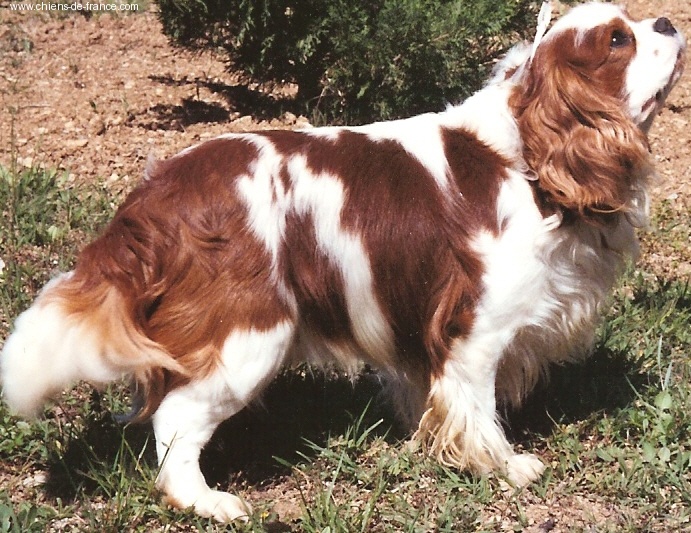 CH. Randy De jamirande - 1er EXCELLENT - CACIB - Meilleur de Race