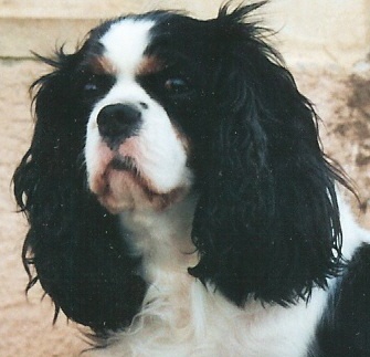 Number one De jamirande - 1e EXCELLENT Meilleur vétéran