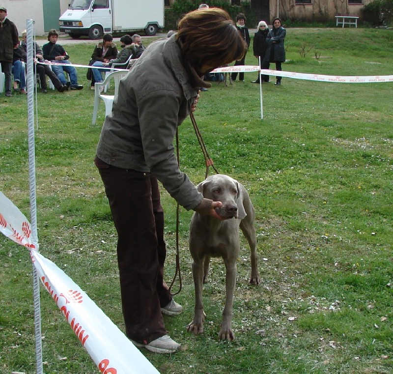 Alphée des dolmens argentés - 1er excellent + : en classe travail