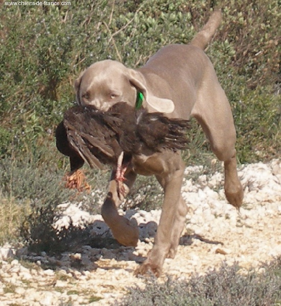 Alphée des dolmens argentés - TAN