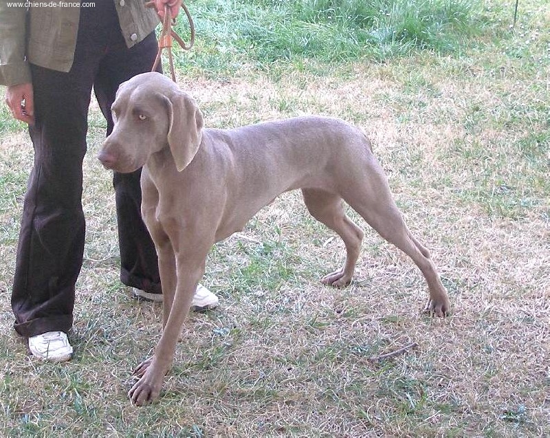 Alphée des dolmens argentés - classe jeune : 3ème très bon