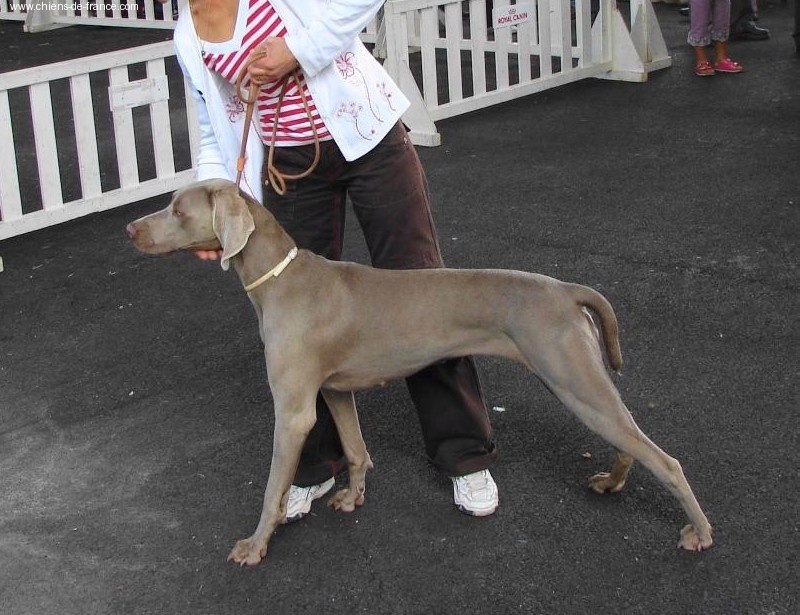 Alphée des dolmens argentés - 2ème excellent classe jeune