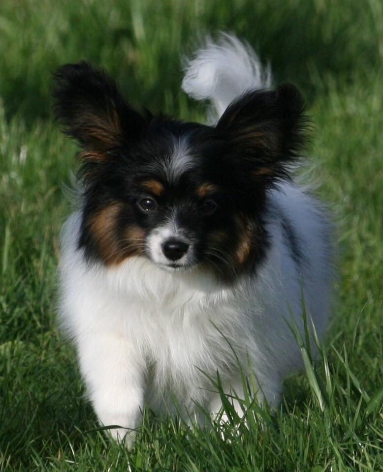 Publication : of whitsunday Ranch