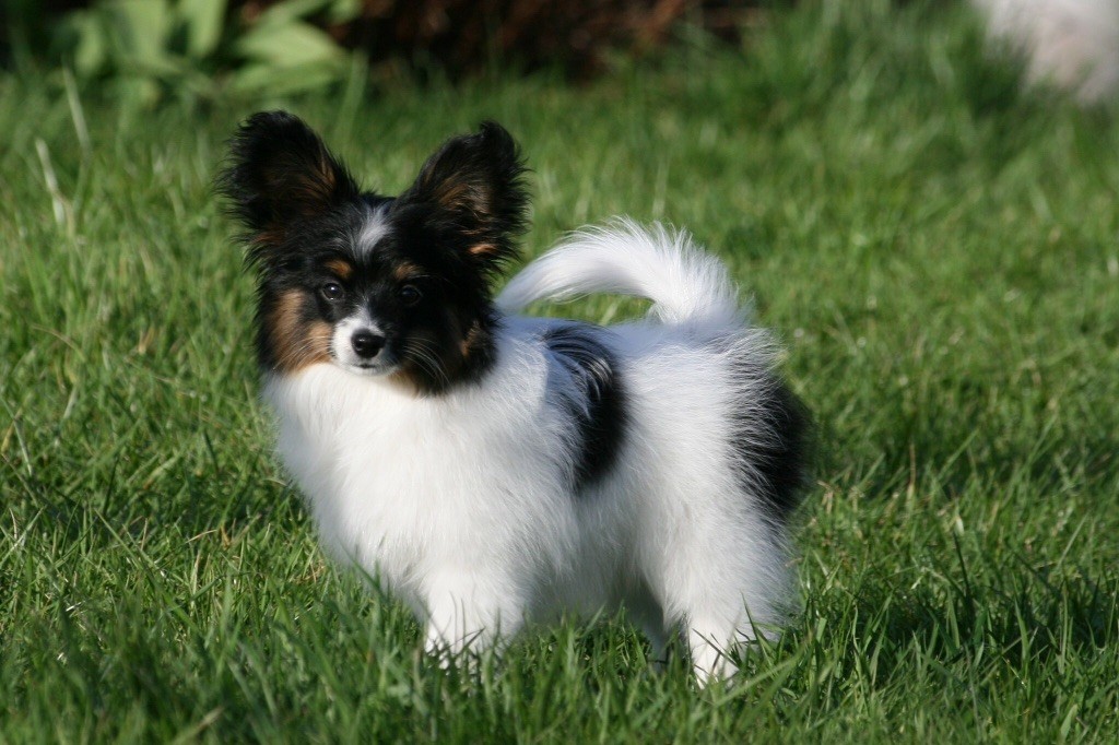 Publication : of whitsunday Ranch