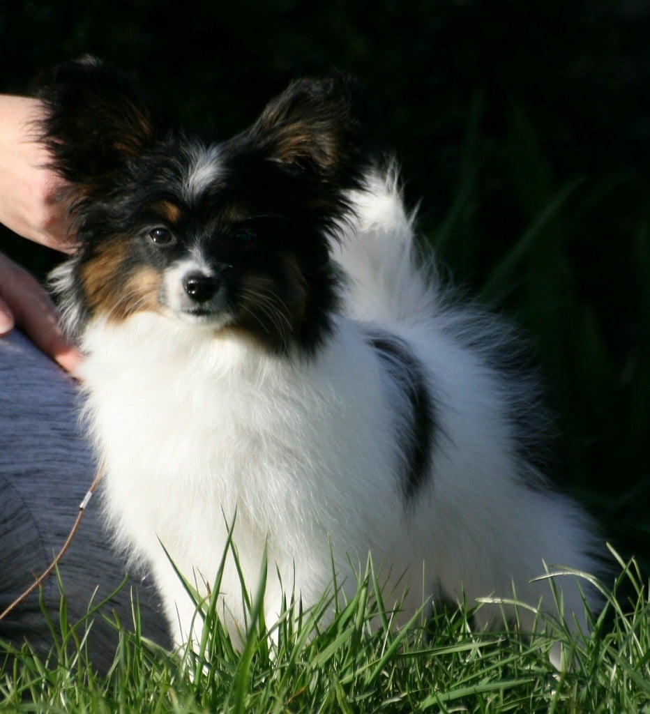 Publication : of whitsunday Ranch