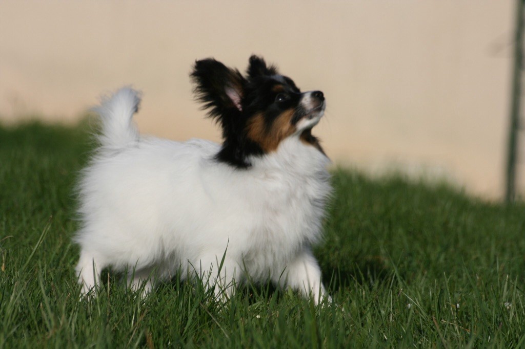 Publication : of whitsunday Ranch