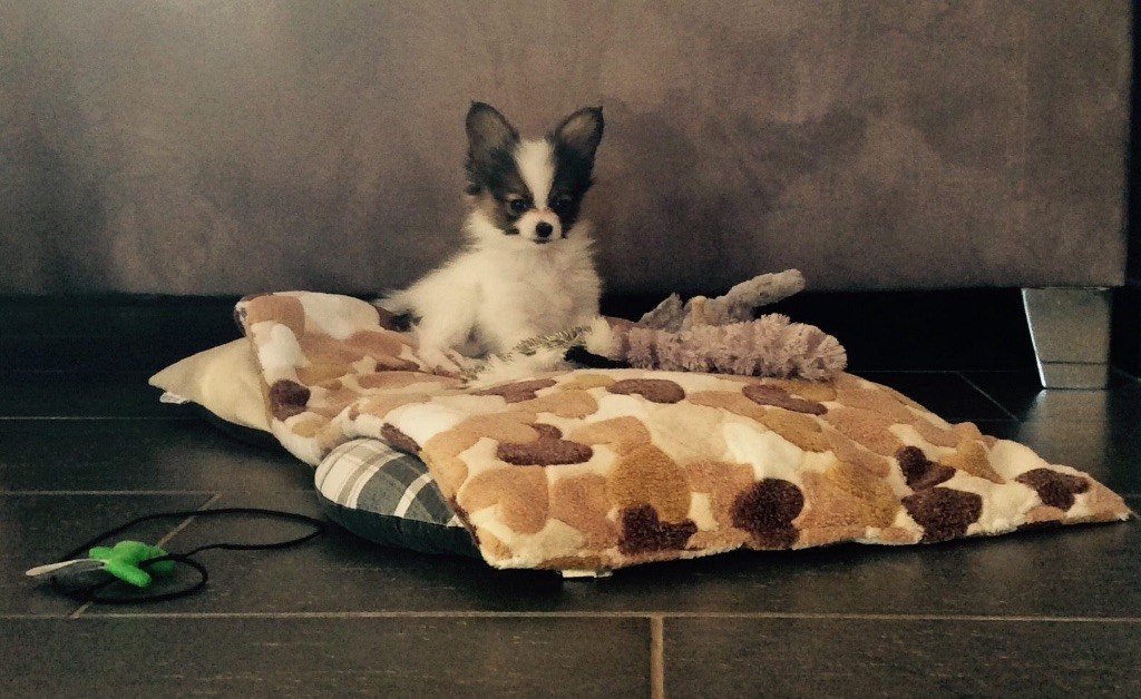 Publication : of whitsunday Ranch Auteur : Isabelle Huchon